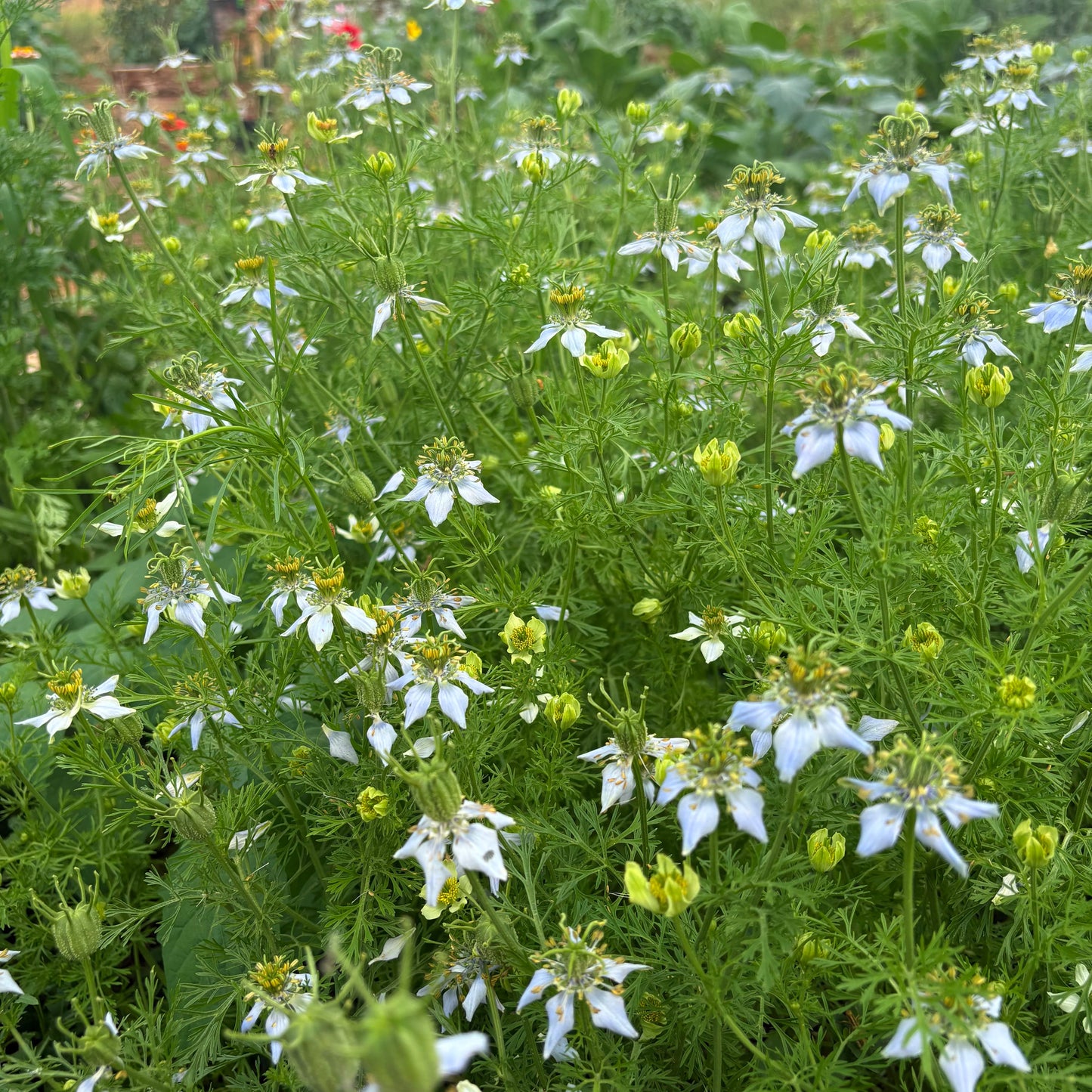 BLACK SEED & VANILLA LUMINOUS FACIAL OIL