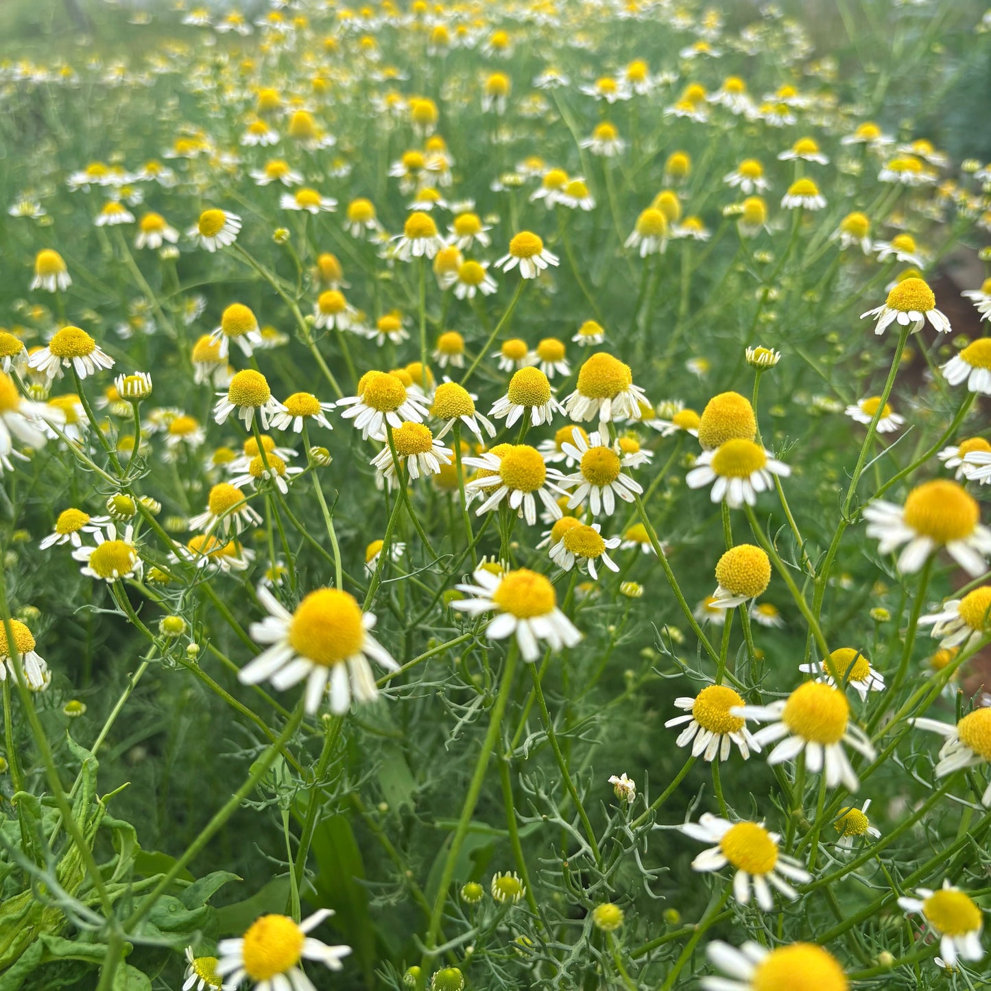 CHAMOMILE & GREEN TEA NOURISHING FACIAL OIL