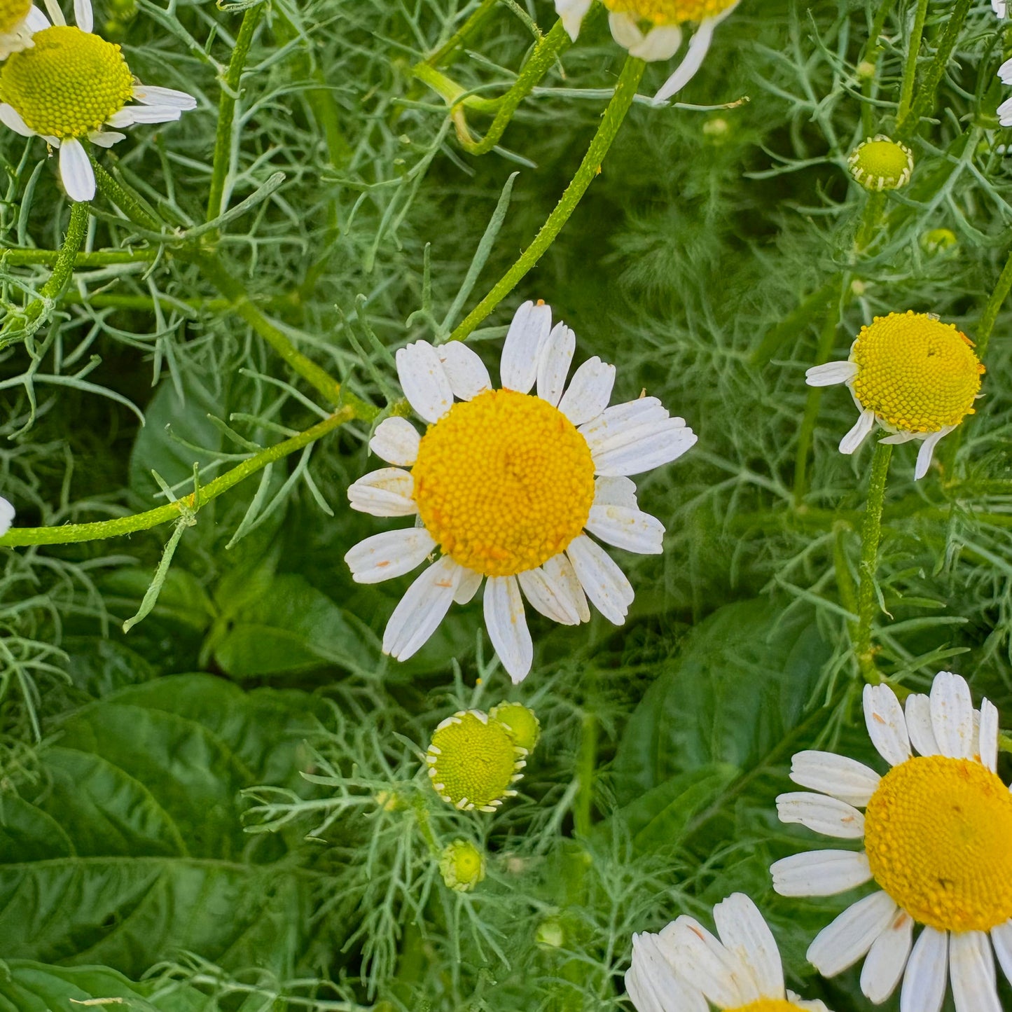 CHAMOMILE & GREEN TEA NOURISHING FACIAL OIL