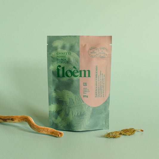 Épinette noire, pousse