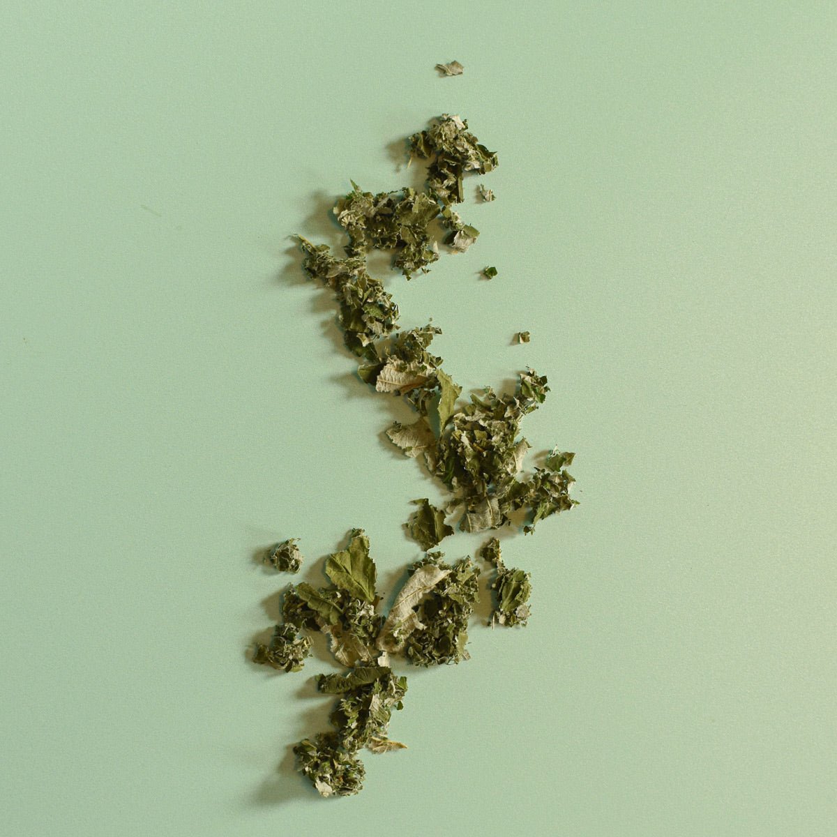 Framboisier, feuille - Rubus idaeus