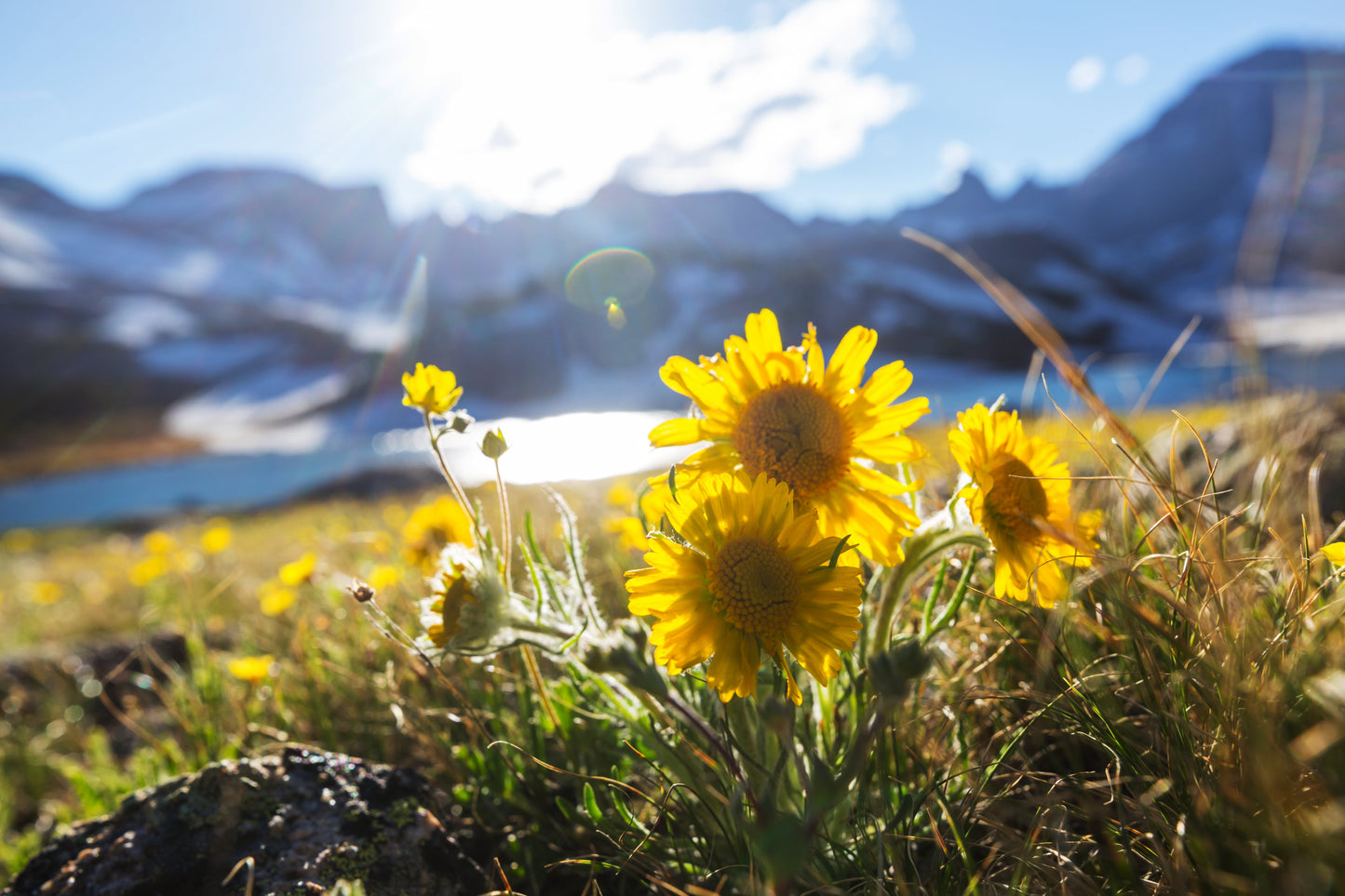 Wild-Harvested Arnica Flowers (Arnica Montana)