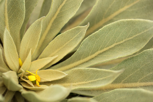 Mullein Leaves